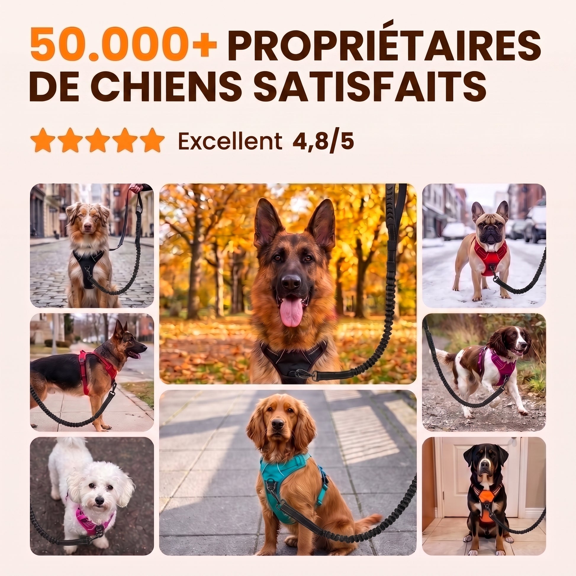 Avis clients Nuva, note excellente sur les produits anti-traction pour chiens
