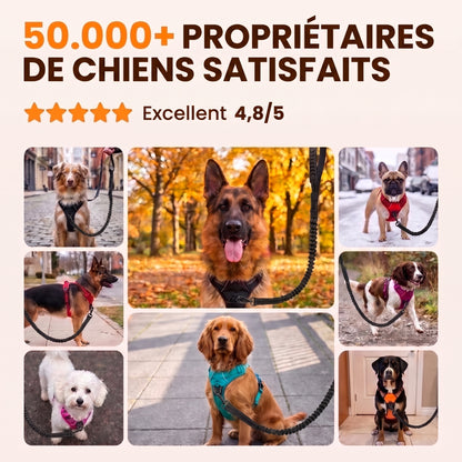 Avis clients Nuva, note excellente sur les produits anti-traction pour chiens