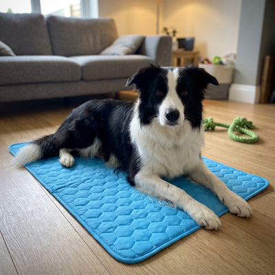 Chien installé sur son tapis Nuva