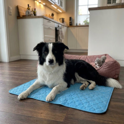 Chien installé sur son tapis Nuva