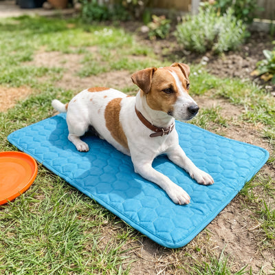 Chien installé sur son tapis Nuva