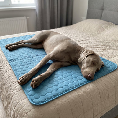 Chien installé sur son tapis Nuva